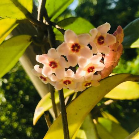 Beach Forest Lodge Ballito Bagian luar foto